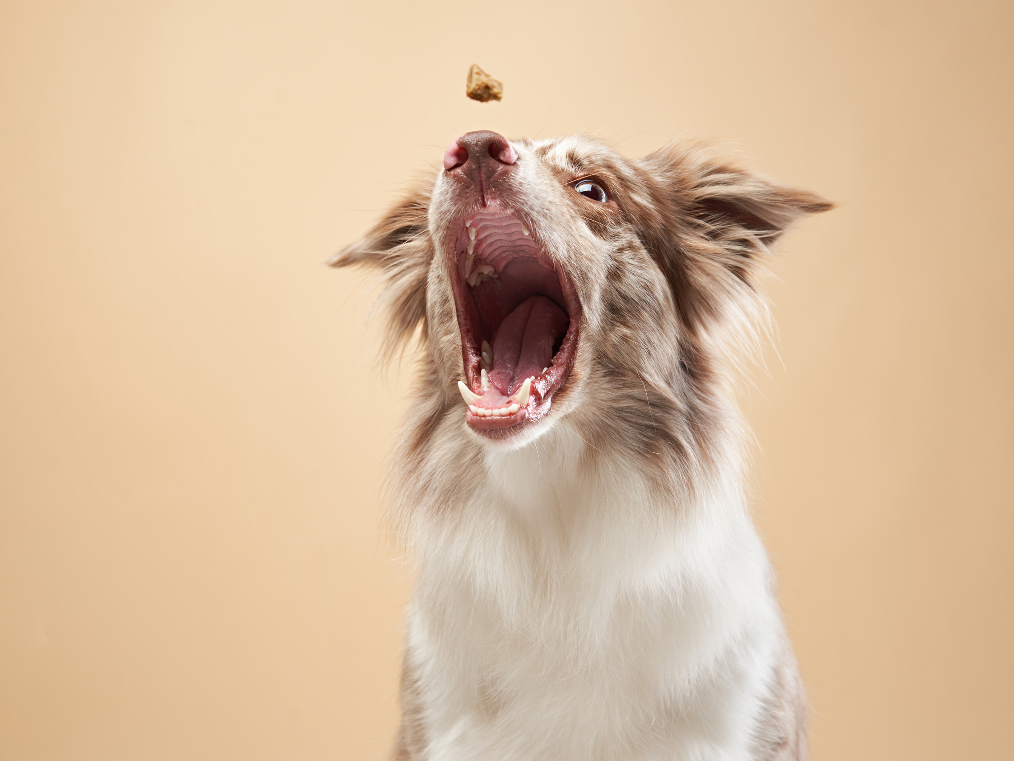 the dog catches food. expressive marble Border Collie. funny pet