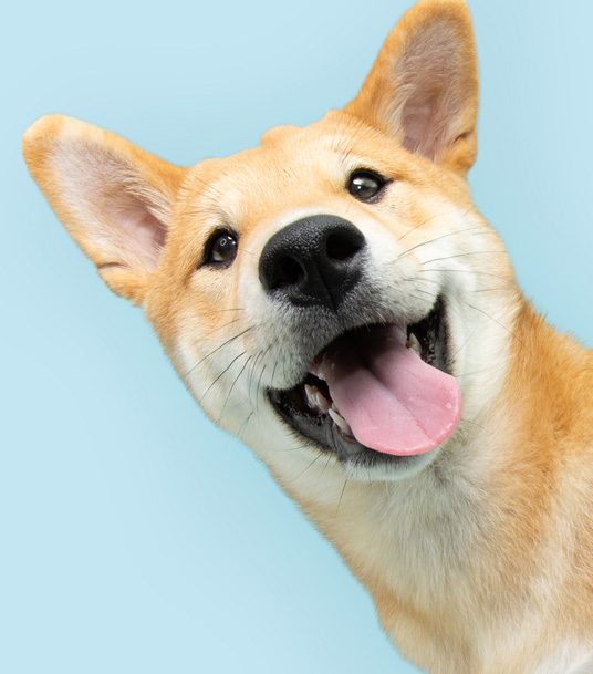 Portrait funny and happy shiba inu puppy dog peeking out from behind a blue banner. Isolated on blue pastel background